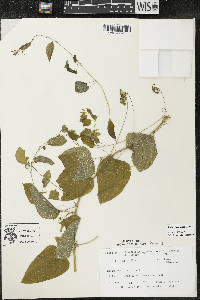 Smilax lasioneura image