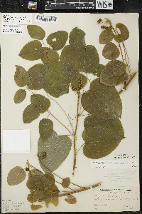 Smilax lasioneura image