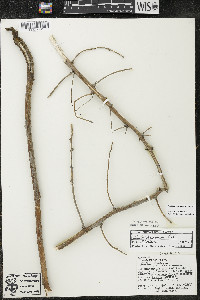 Smilax lasioneura image