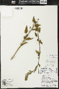 Smilax lasioneura image