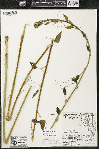 Smilax lasioneura image