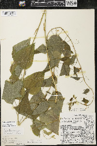 Smilax lasioneura image