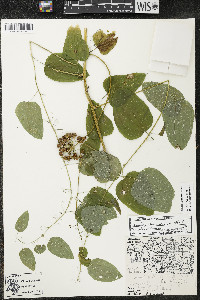 Smilax lasioneura image