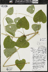 Smilax lasioneura image