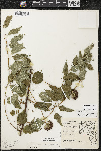 Smilax lasioneura image