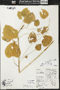 Smilax lasioneura image