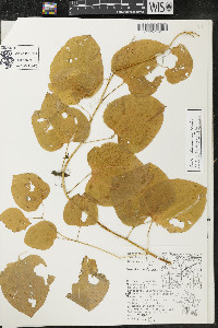 Smilax lasioneura image