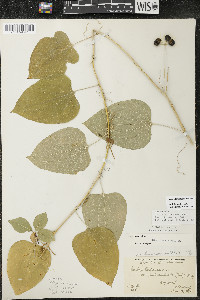 Smilax lasioneura image