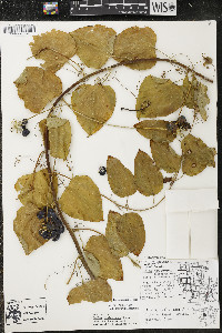 Smilax lasioneura image