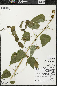 Smilax lasioneura image