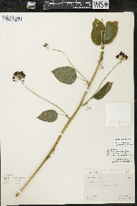 Smilax lasioneura image