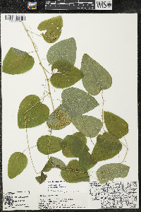 Smilax lasioneura image