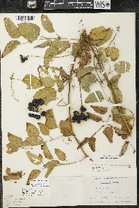 Smilax lasioneura image