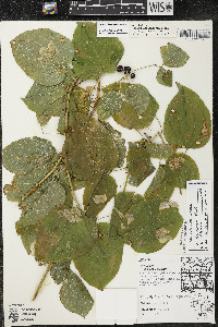 Smilax lasioneura image