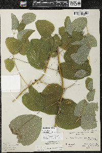 Smilax lasioneura image