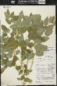 Smilax lasioneura image