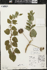 Smilax lasioneura image