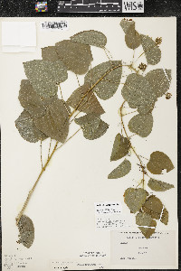 Smilax lasioneura image