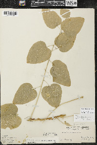 Smilax lasioneura image