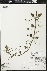 Smilax lasioneura image