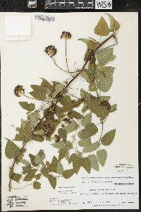 Smilax lasioneura image