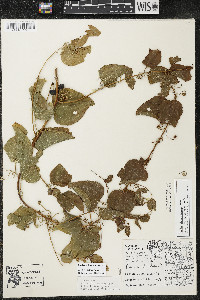 Smilax lasioneura image