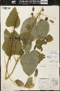 Smilax lasioneura image