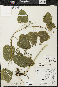 Smilax lasioneura image