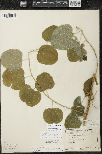 Smilax lasioneura image