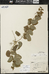 Smilax lasioneura image