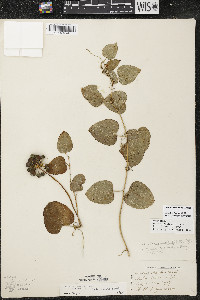 Smilax lasioneura image