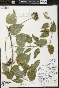 Smilax lasioneura image