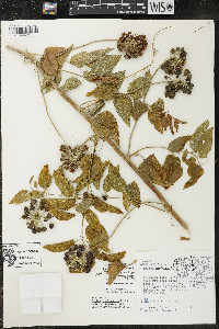 Smilax lasioneura image