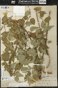 Smilax lasioneura image
