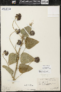 Smilax lasioneura image