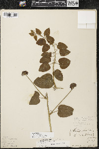 Smilax lasioneura image