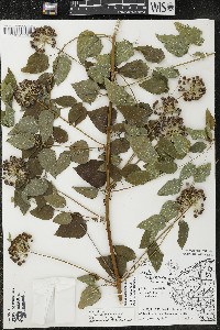 Smilax lasioneura image