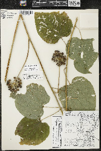 Smilax lasioneura image