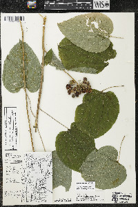 Smilax lasioneura image