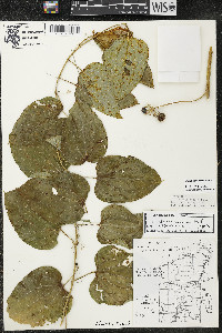 Smilax lasioneura image