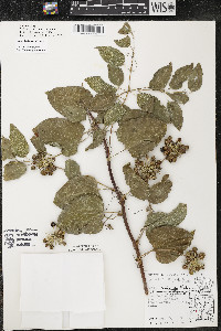 Smilax lasioneura image