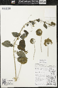 Smilax lasioneura image