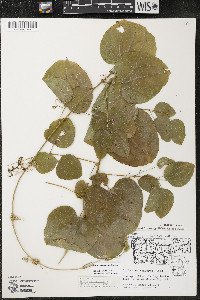 Smilax lasioneura image