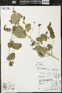 Smilax lasioneura image