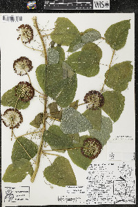 Smilax lasioneura image