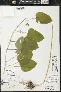 Smilax lasioneura image