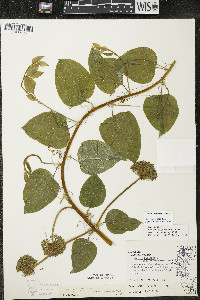 Smilax lasioneura image