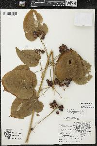 Smilax lasioneura image