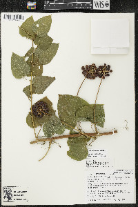 Smilax lasioneura image