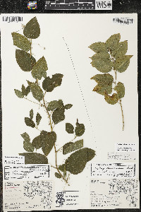 Smilax lasioneura image